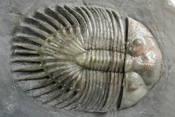 Rare Septimopeltis Trilobite - Fezna, Morocco #348378